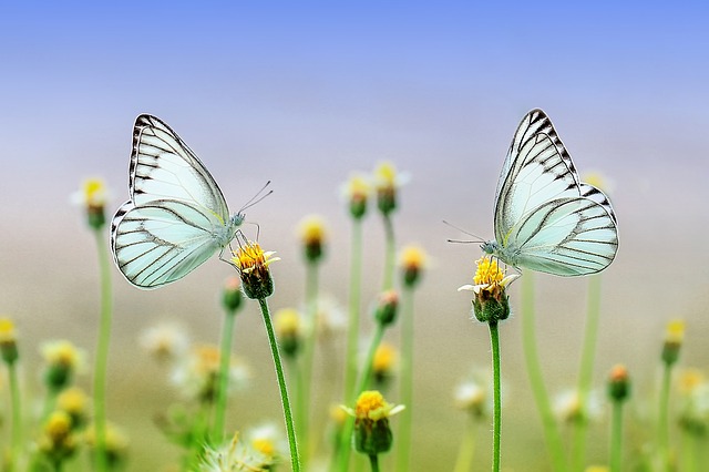 motýle sedia na kvetoch.jpg