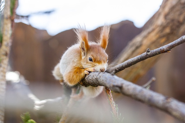 veverička na konári.jpg